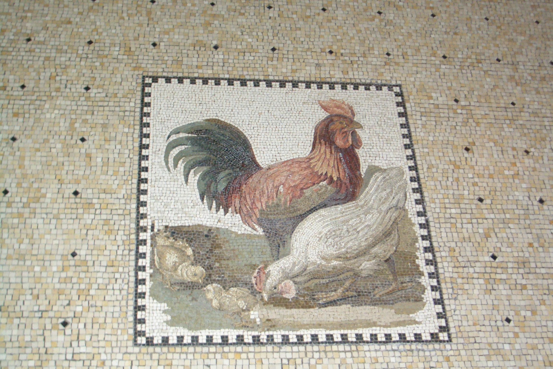 Kerylos chickens